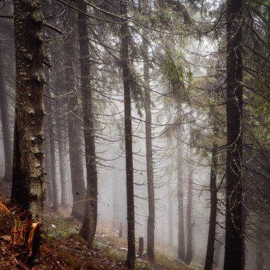 Vintage dağ sisli orman arka plan