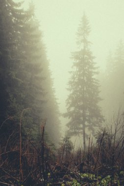 Vintage dağ sisli orman arka plan