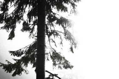 Vintage dağ sisli orman arka plan