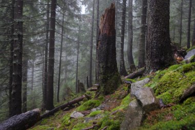 Vintage dağ sisli orman arka plan