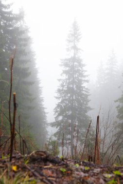 Vintage dağ sisli orman arka plan