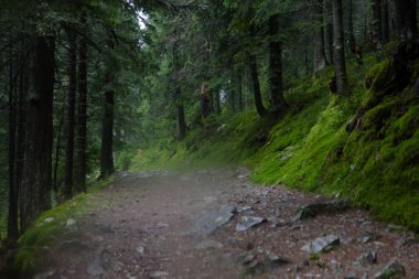 Vintage dağ sisli orman arka plan