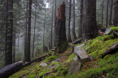 Vintage dağ sisli orman arka plan