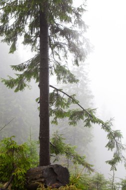 Vintage dağ sisli orman arka plan