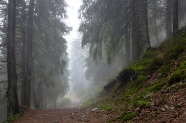 İlkel dağ orman sis ile