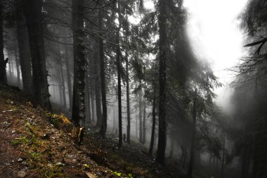 İlkel dağ orman sis ile