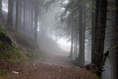 İlkel dağ orman sis ile