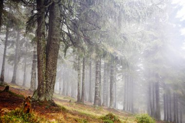 İlkel dağ orman sis ile