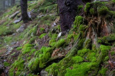 Mossed zemin ile ilkel dağ orman