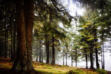 Mossed zemin ile ilkel dağ orman