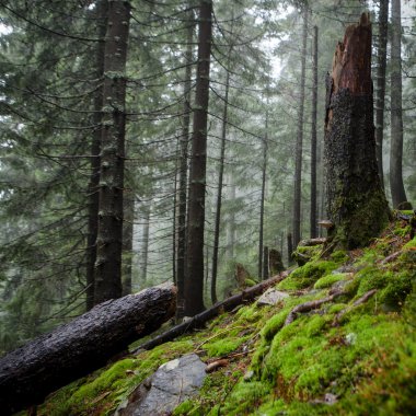 Mossed zemin ile ilkel dağ orman