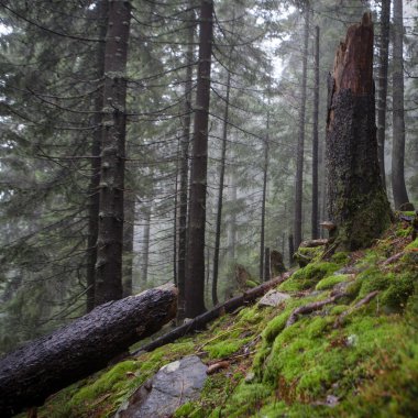Mossed zemin ile ilkel dağ orman