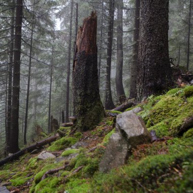 Mossed zemin ile ilkel dağ orman