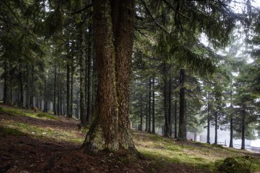 Mossed zemin ile ilkel dağ orman
