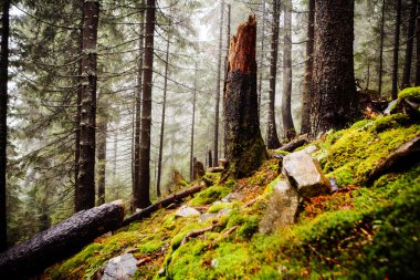 Mossed zemin ile ilkel dağ orman