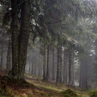 Mossed zemin ile ilkel dağ orman