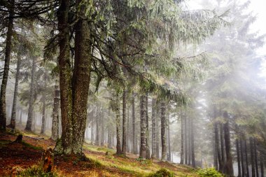 Yosunlu sisli dağ yeşil orman