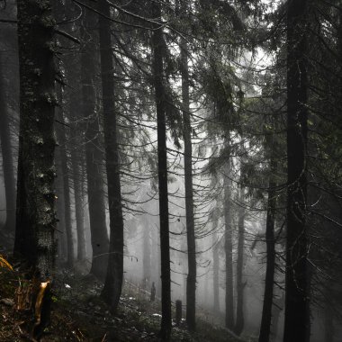 Yosunlu sisli dağ yeşil orman