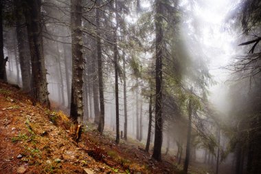 Yosunlu sisli dağ yeşil orman