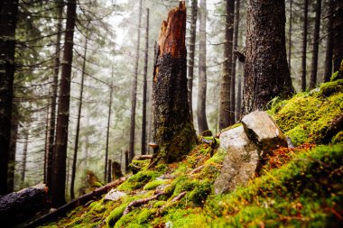 Sisli dağ orman yosunlu çalılar