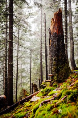 Yosunlu sisli dağ yeşil orman