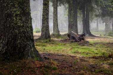 Yosunlu sisli dağ yeşil orman