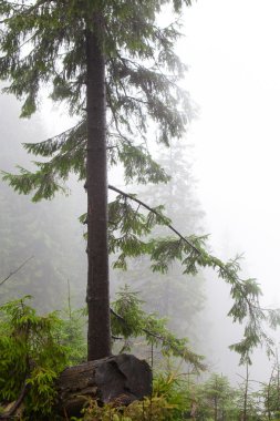 Yosunlu sisli dağ yeşil orman