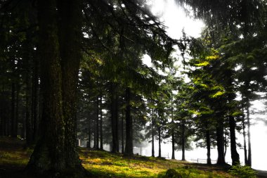 Dağ sisli Ladin ağacı orman