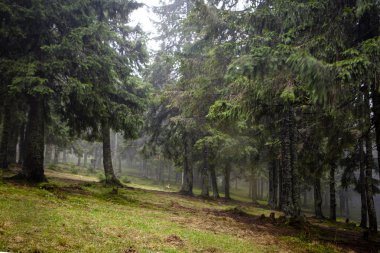 Dağ sisli Ladin ağacı orman