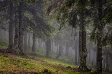 Dağ sisli Ladin ağacı orman
