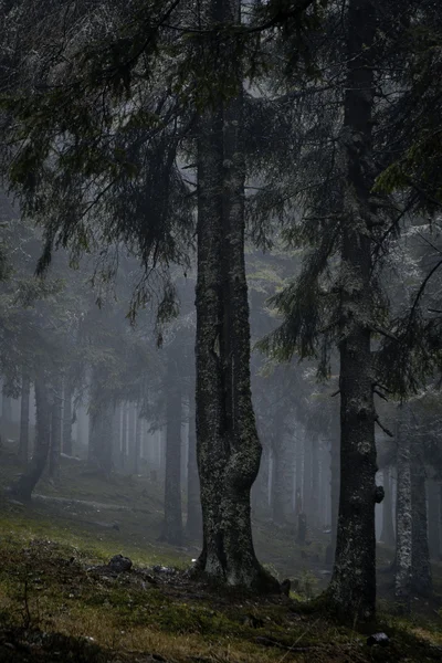 Nebliger dunkler Bergwald — Stockfoto