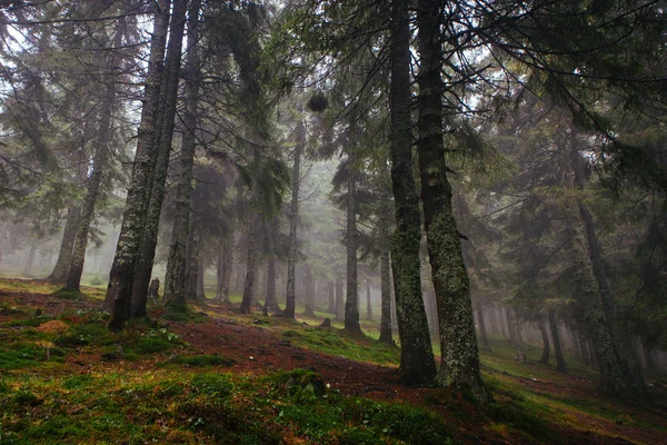 Bosque de montaña oscuro brumoso — Foto de Stock