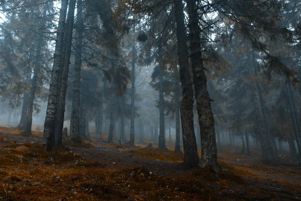 Туманный тёмный горный лес — стоковое фото