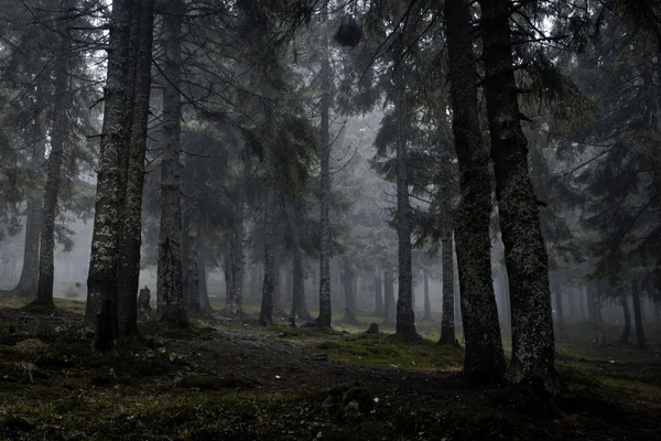 Bosque de montaña oscuro brumoso — Foto de Stock