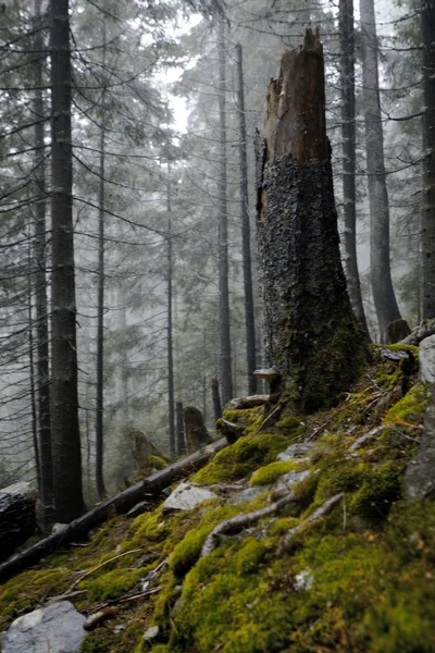 Bosque de montaña oscuro brumoso —  Fotos de Stock