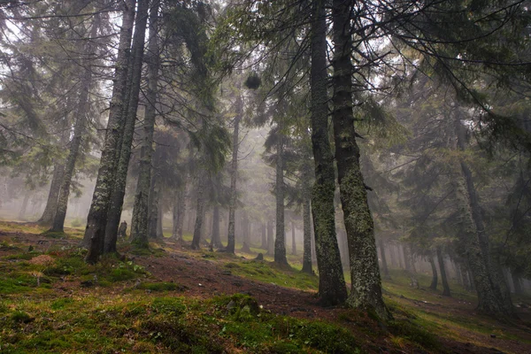 Sisli karanlık dağ orman — Stok fotoğraf