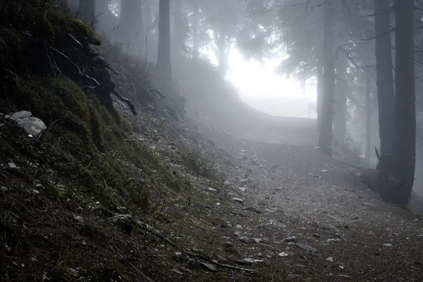 Nebliger dunkler Bergwald — Stockfoto