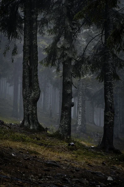 Туманный тёмный горный лес — стоковое фото