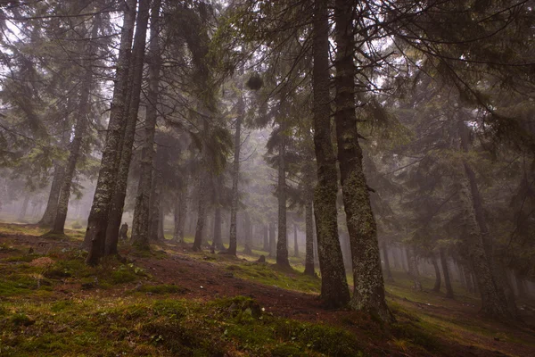 Foresta oscura di montagna appannata — Foto Stock