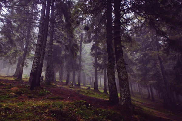 Floresta de montanha escura nebulosa — Fotografia de Stock