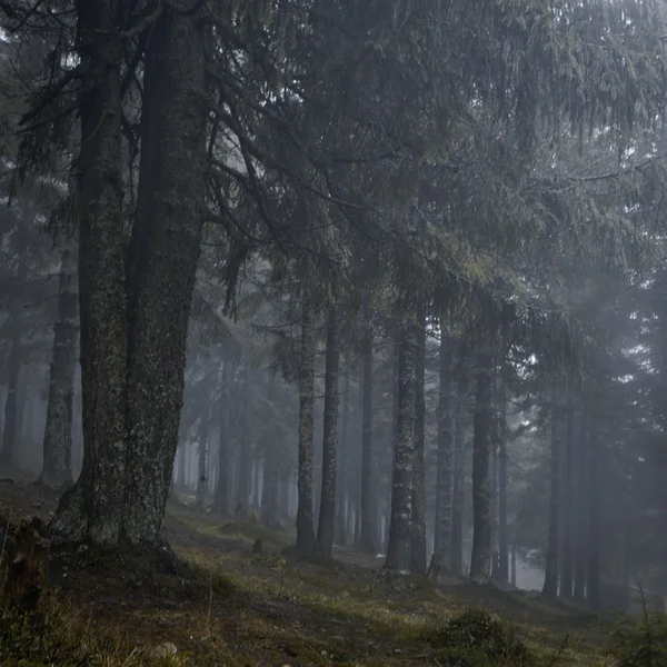 Floresta de montanha escura nebulosa — Fotografia de Stock