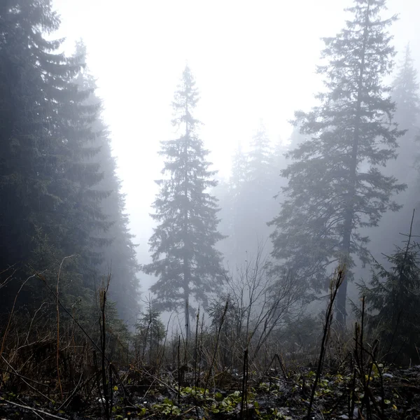 Foresta oscura di montagna appannata — Foto Stock