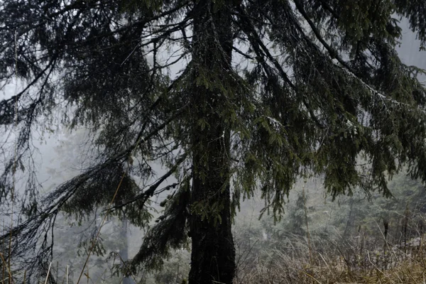 Foggy forêt de montagne sombre — Photo