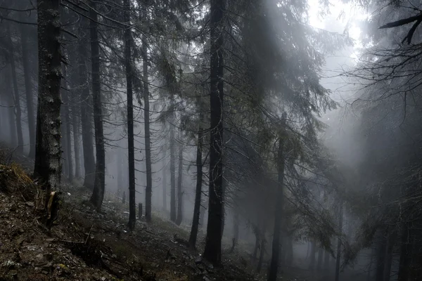 Bosque de montaña oscuro brumoso — Foto de Stock