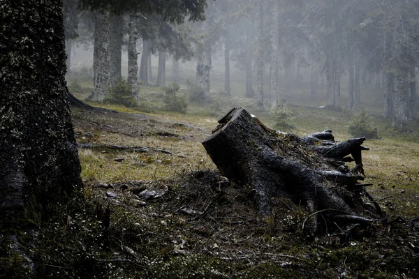 Foggy forêt de montagne sombre — Photo