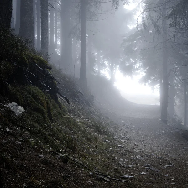 Floresta de montanha escura nebulosa — Fotografia de Stock
