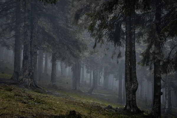 Mlhavé temné horského lesa — Stock fotografie