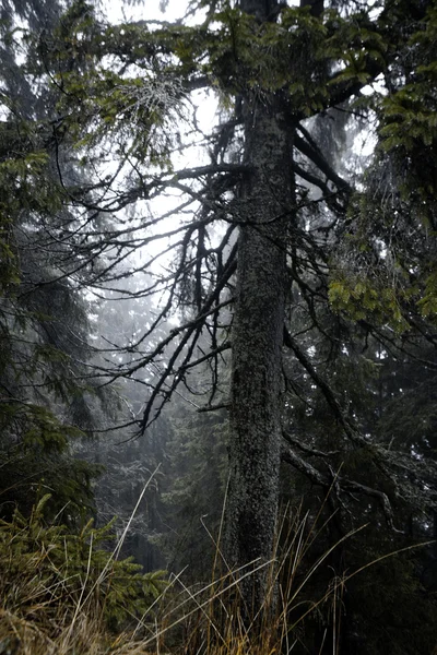 Foggy forêt de montagne sombre — Photo