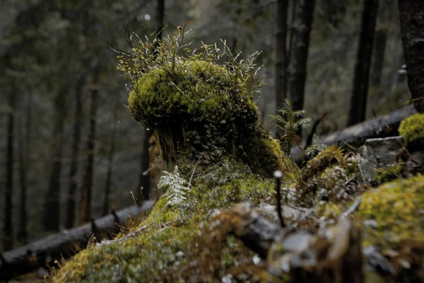 Mossy undergrowth in dark mountain forest — Stock Photo, Image