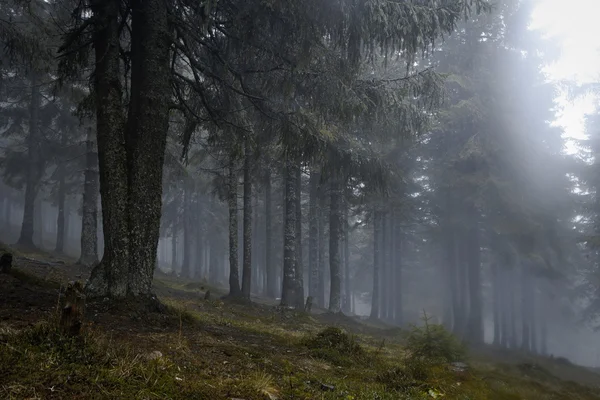 Mlhavé temné horského lesa — Stock fotografie